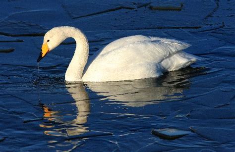 Tundra Swan