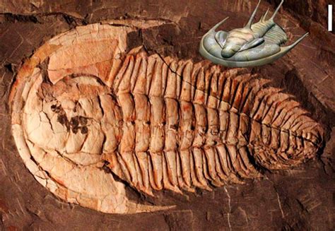 Giant Trilobite Fossil Found on Australia