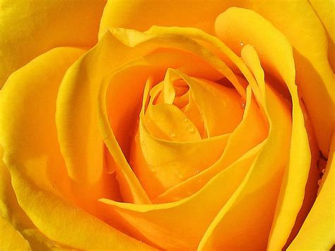 HD Wallpapers: Yellow Roses Pictures