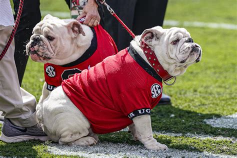 Uga XI, a puppy named Boom, was introduced at the Georgia spring game