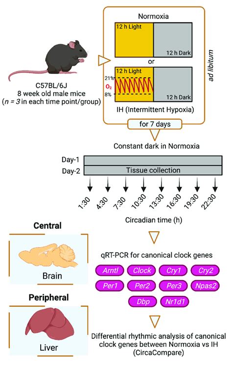 Study design. Six-week-old C57BL/6J male mice were entrained under LD... | Download Scientific ...