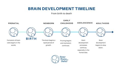 Brain Development In Womb