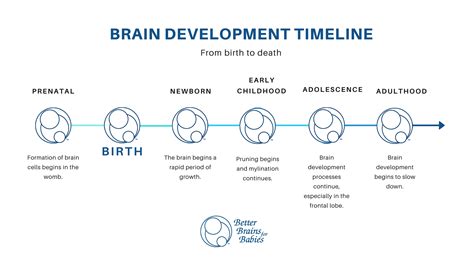 Brain Development Timeline | Better Brains for Babies