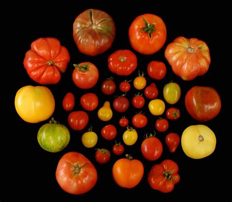 Lost genes that boost tomatoes’ flavor identified | Ars Technica