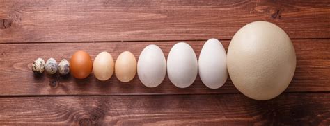 Which Egg Type Is Best? Chicken, Duck or Ostrich? | Holland & Barrett