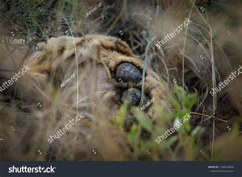 1,948 Lions Sleeping Tree Images, Stock Photos & Vectors | Shutterstock