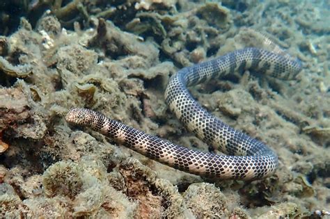 17 Surprising Facts About Dubois' Sea Snake - Facts.net