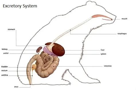 Polar Bear Digestive System - Adaptations, Diagram & Anatomy