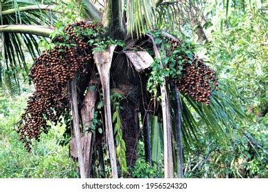 Variety Fruits Amazon Rainforest Stock Photo 1956524320 | Shutterstock