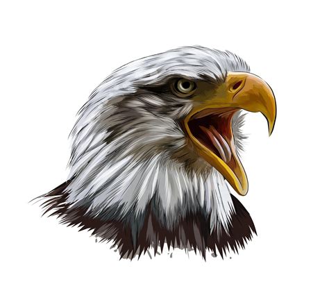 Eagle Drawing