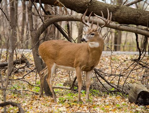 How to manage deer damage on trees and other plants | UMN Extension