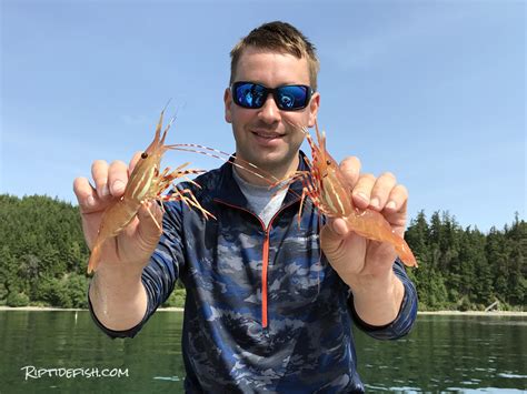 hood-canal-spot-shrimp-how-to