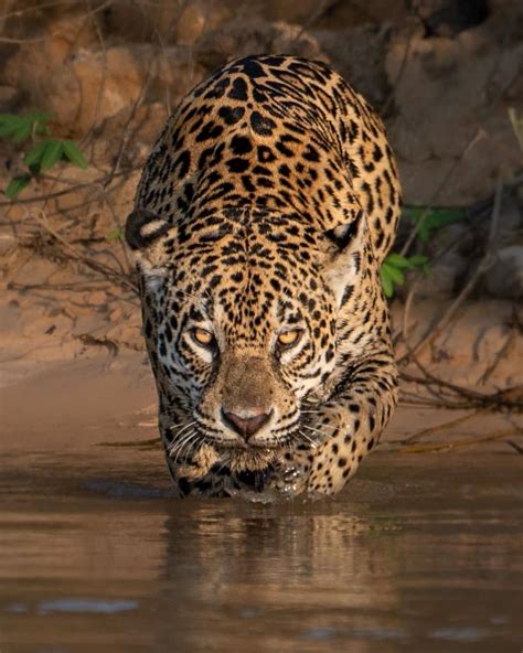 Jaguar stalking prey : r/ALLTHEANIMALS