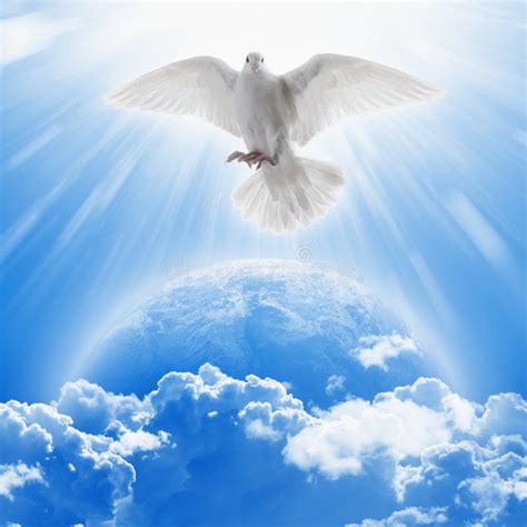 White Dove Symbol of Love and Peace Flies Above Planet Earth Stock ...