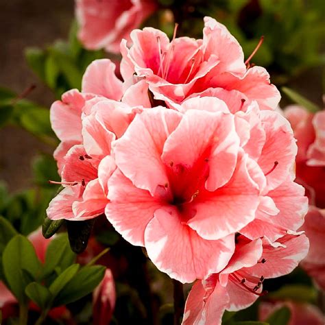 Autumn Sunburst™ Encore® Azaleas For Sale | The Tree Center™