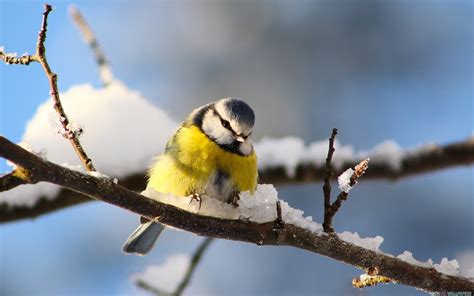 Bird in Snow Wallpaper - WallpaperSafari