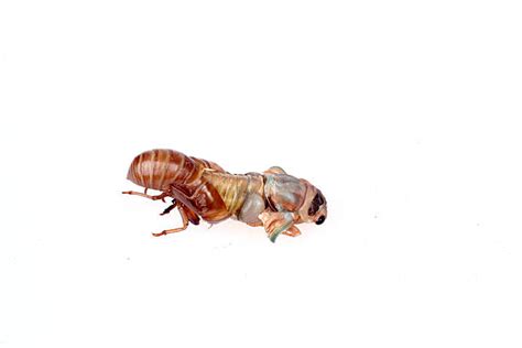 Cicada Cocoon Stock Photos, Pictures & Royalty-Free Images - iStock