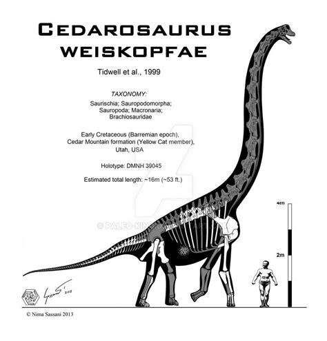 Cedarosaurus weiskopfae by Paleo-King on DeviantArt