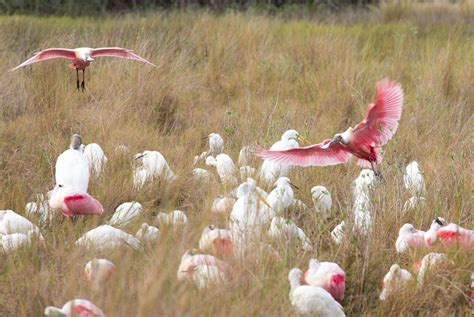 Merritt Island National Wildlife Refuge | National wildlife refuge, Merritt island, Island