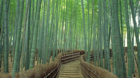 Exploring Kyoto's Sagano Bamboo Forest - CNN.com