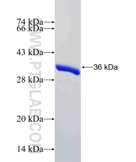 LC8 Fusion Protein - United Bio Research