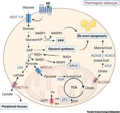 What puts the heat on thermogenic fat: metabolism of fuel substrates: Trends in Endocrinology ...