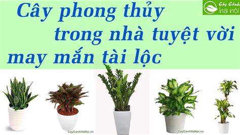 Những loại cây phong thủy trồng trong nhà tuyệt vời - May mắn tài lộc ...