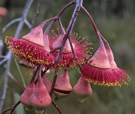 West Australian Wildflowers By Glenn Harris Embroidery OUT-WAW Outback Embroidery: Embroidery ...