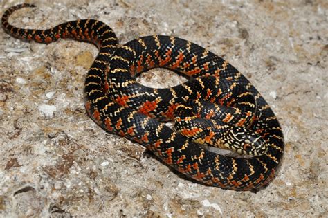 Brooks King Snake (Lampropeltis getula brooksi)