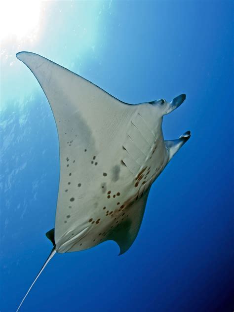 Swim with manta rays of the coast of Kona, The Big Island, Hawaii. Photo credit to Second Wave ...