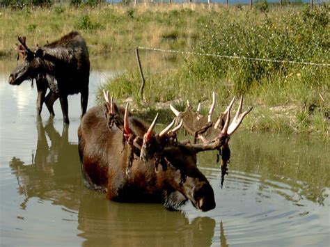 Alaska Wildlife Conservation Center | Portage | ALASKA.ORG