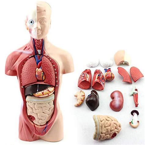 26cm Mini Human Torso Model 15 Parts For Medical Teaching And Training ...