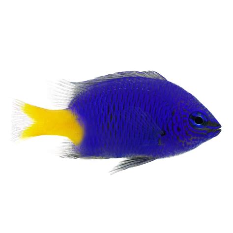 Yellowtail Damsel For Sale - 24 Pack | Petco