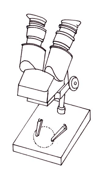 Dissecting microscope diagram - Lizzie Harper