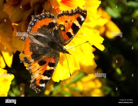 Red Admiral Butterfly Stock Photo - Alamy