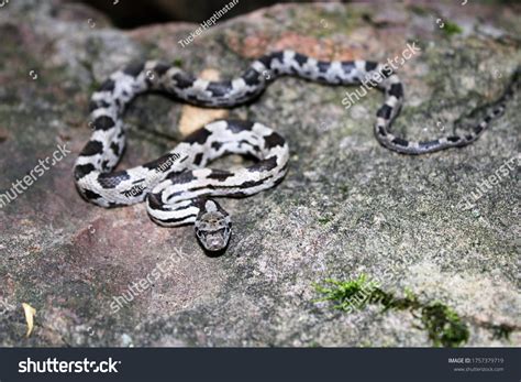 Juvenile Gray Rat Snake Body Shot Stock Photo 1757379719 | Shutterstock