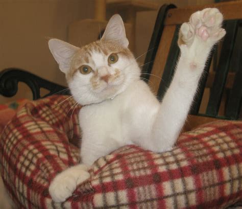 Top 200 Polydactyl Cat Names | PetPress