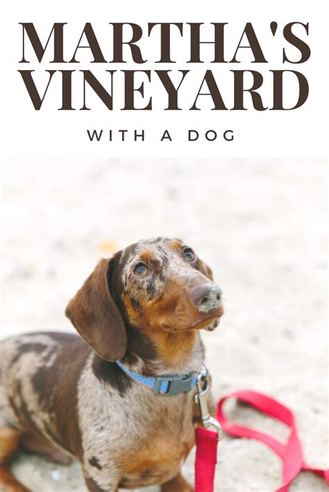 We Went There: Martha's Vineyard | Dog vacations, Dog friendly hotels ...