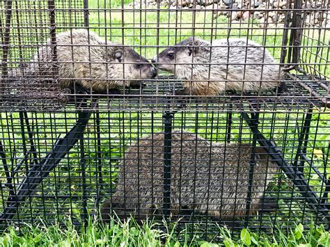 Groundhog Removal — Community Pest Solutions