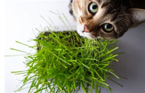 The Benefits Of Cat Grass - Is It Worth Spending Money On? » CatPointers