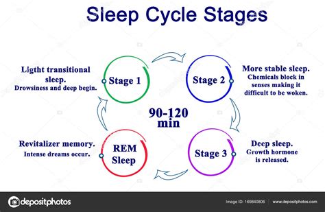 [DIAGRAM] Cycle Of Sleep Sleep Stages Diagram - MYDIAGRAM.ONLINE