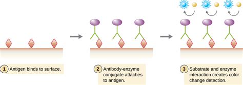 20.4: Enzyme Immunoassays (EIA) and Enzyme-Linked Immunosorbent Assays (ELISA) - Biology LibreTexts