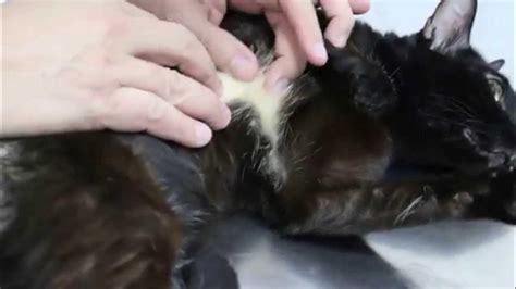 A Singapore cat has fur mites and skin diseases - YouTube