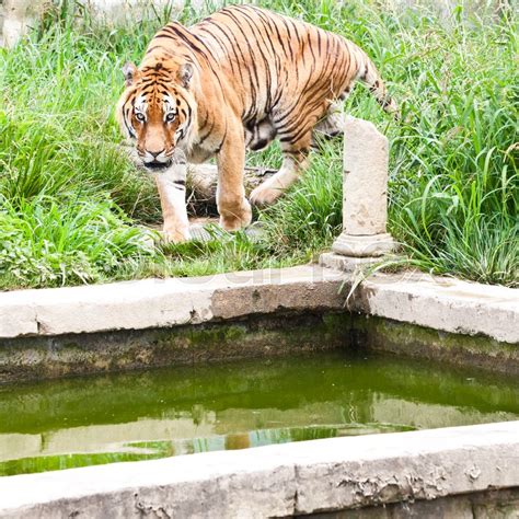 A hungry tiger looking for food in a ... | Stock image | Colourbox