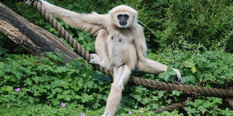 Gibbon Walking