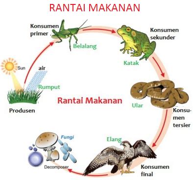 Rantai Makanan Merupakan Proses - Homecare24