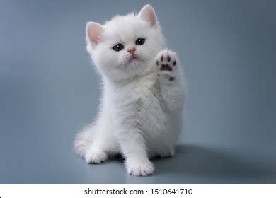 Images Of Kittens