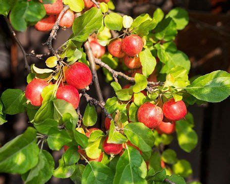 3 Common Diseases That May Affect Crabapple Trees