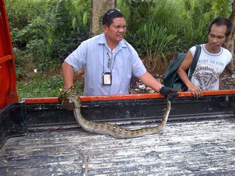 Kleyns In The Philippines: * Wildlife in the Philippines