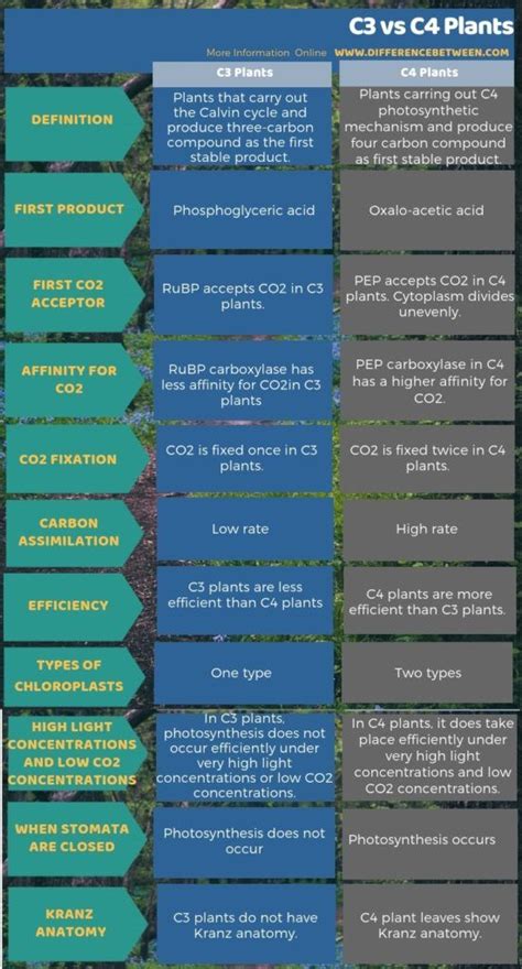 Difference Between C3 and C4 Plants in Tabular Form | Photosynthesis ...